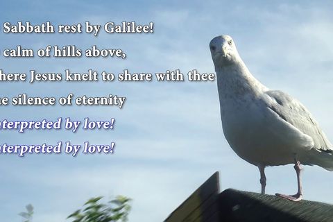 My heavenly Dove