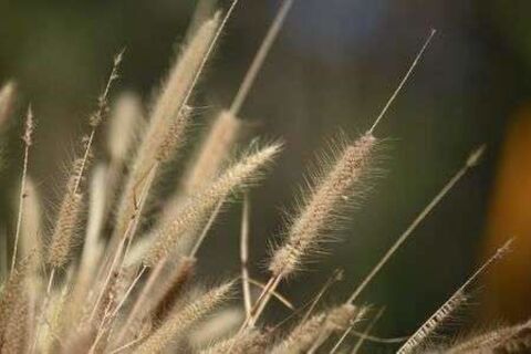 Wild grass.