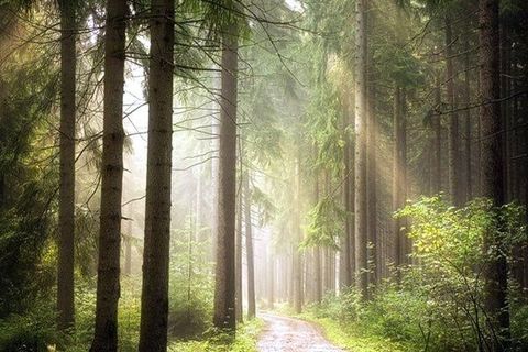 My wonderful woodland walk