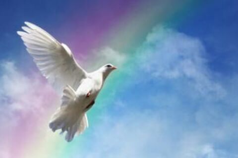 White Doves: