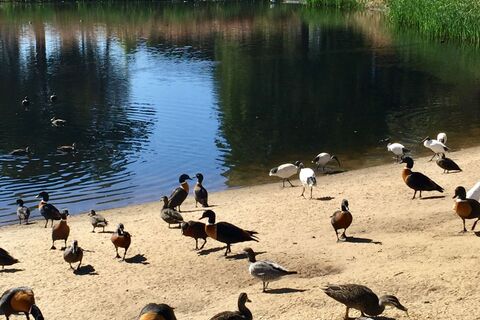 Party at the Pond