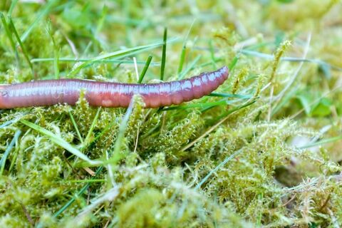 The Wiggly Worm