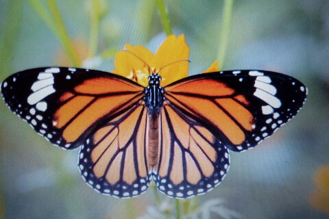 The Butterfly Catchers