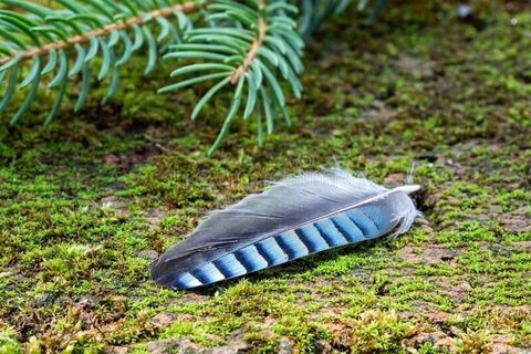 My beautiful blue Jay’s feather