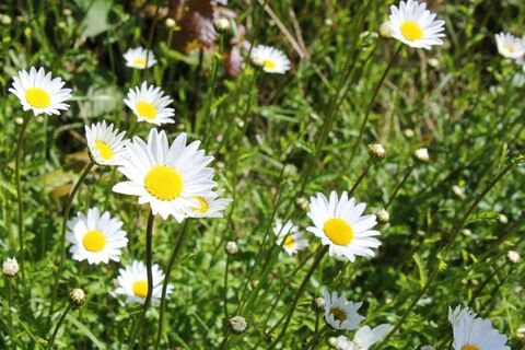 Daisies in the Rain