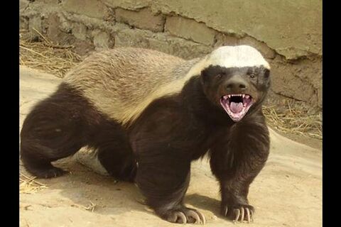 Grit the Honey Badger 