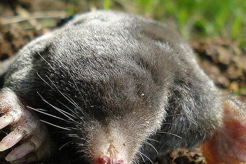 Mr. Mole ?