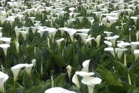 THE FLOWERS IN MY GARDEN