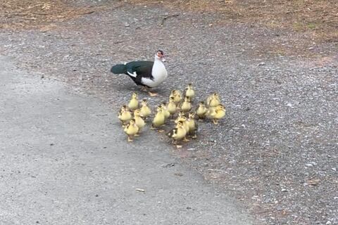 Mother Duck ??