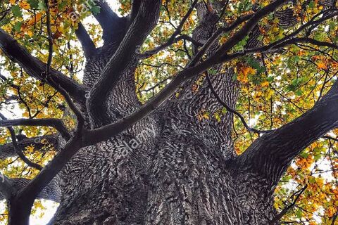 Yon mighty oak tree 