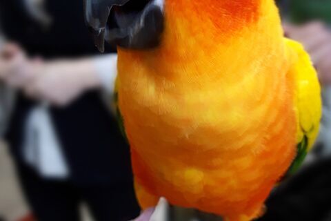 Sid the orange Parrot 