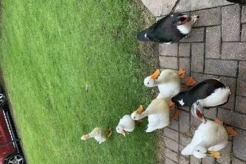 Our pet Quackers ????