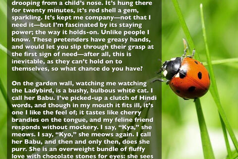 The Ladybird & Babu.