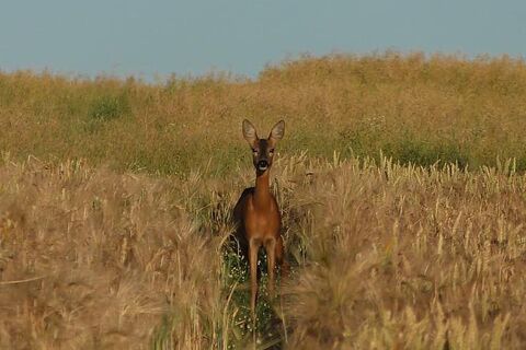Oh Deer