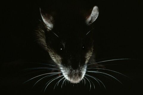 Rats
