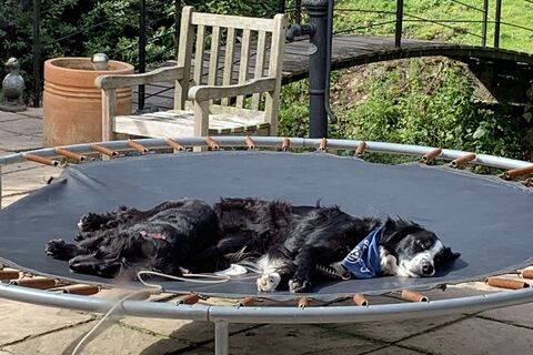 It’s a dogs life !!