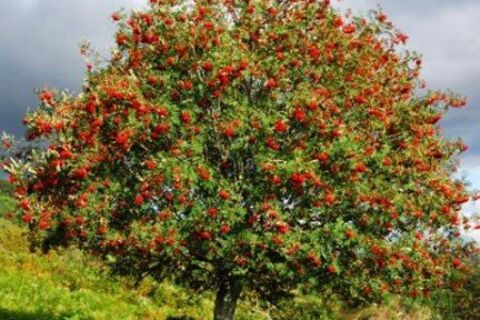 Our old Rowan tree ❤️