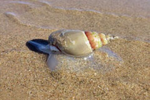 The scared sea snail?
