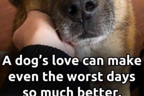 Puppy Love