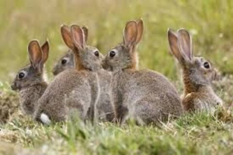 Ravenous rabbits ????