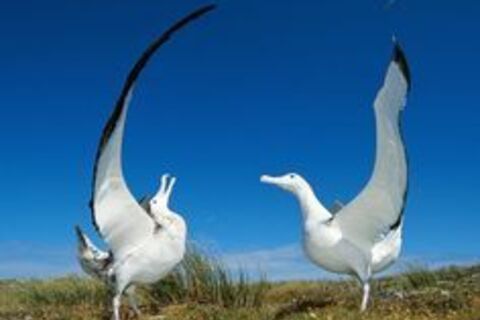 Feathered friends?