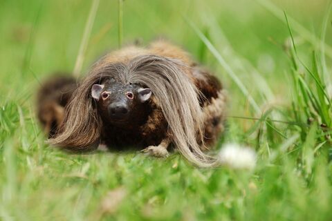 Hairy Hamish & Gladys McTagish