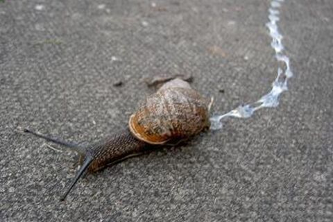 Hail the garden snail..