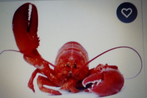 The Lobster