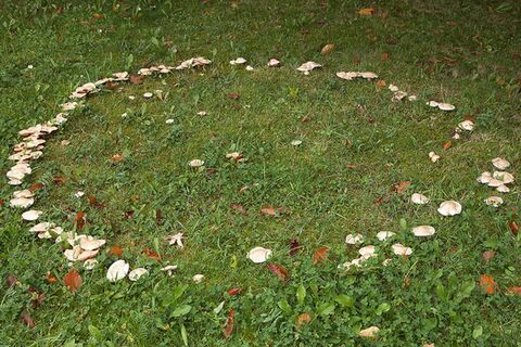Picking mushrooms