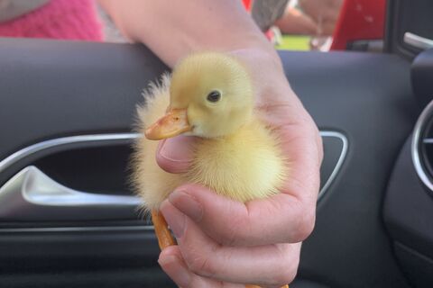 Our latest cutey ?