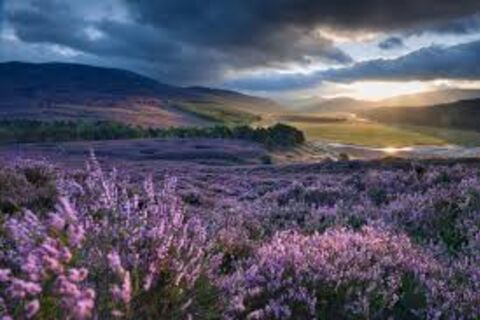 Thru the purple heathers ?‍♂️?‍♂️
