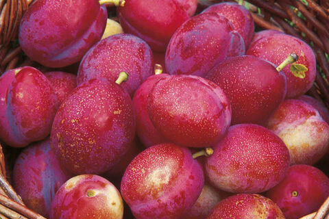 Lovely juvly plums ?