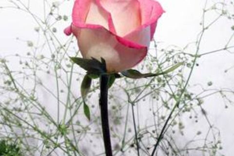 Our Heart's Entwined In Love