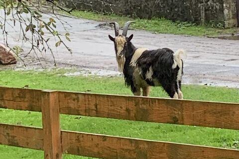 Billy Goat Gruff ?