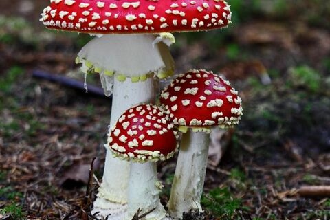 The three magic mushrooms ???