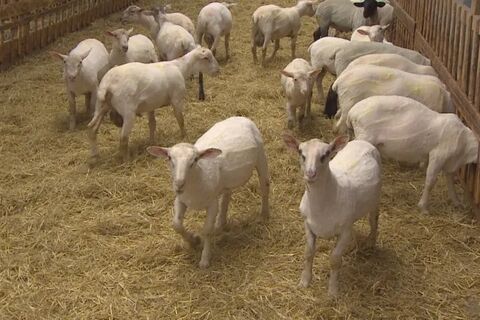 Baa Baa Club