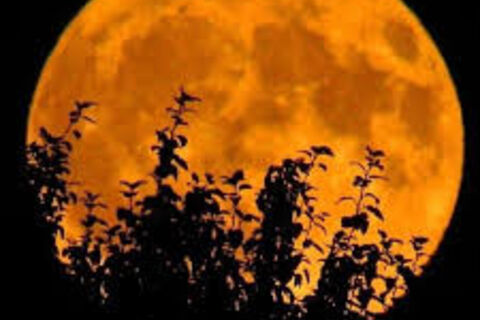 Autumn Moon