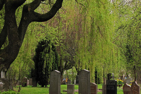 The old weeping willow tree ?