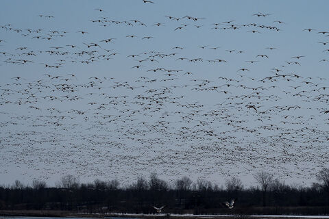 A sky full of flight