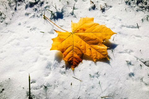 Fall Into Winter