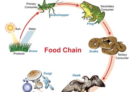 Food Chain