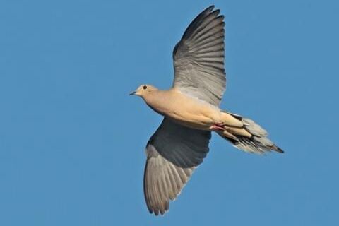 GLIDES THE DOVE