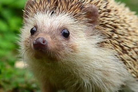 Henrietta hedgehog was not at all very well?