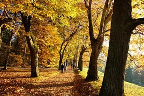 My eighteen Lime tree stroll?