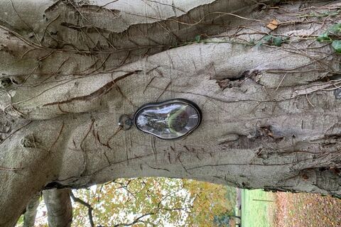 A clock on a tree ?