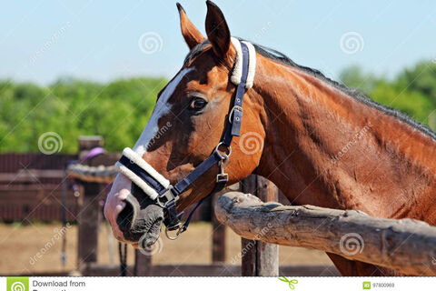 The gelded stallion