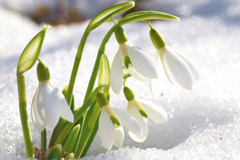 Snowdrops