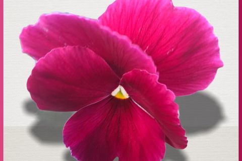 One perfect pink Pansy ❤️