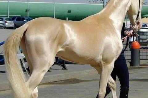 comedy of the horse