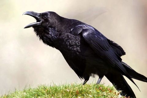The high pitched squeak from a cackling Crow 🤣